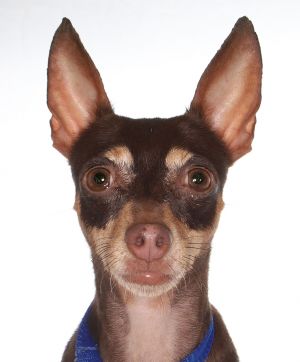 Mimi, Adult Female unknown