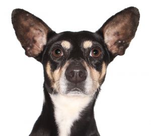 Petey, Adult Male unknown