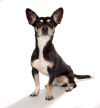 Petey photo 2
