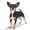 Petey photo 3
