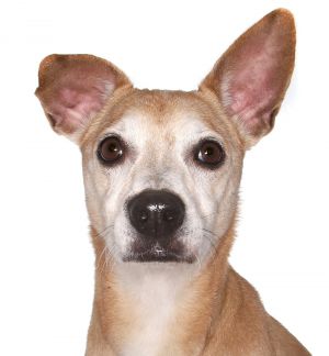 Snoopy, Adult Male unknown