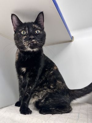 Tallulah 3 years old, Young Female Domestic Short Hair
