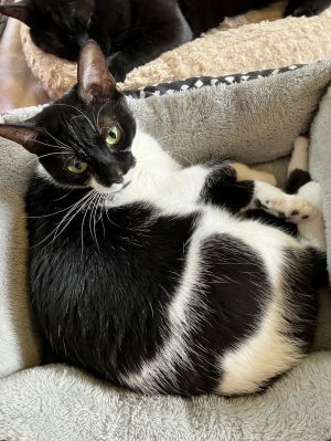 Sabrina 3 years old, Young Female Domestic Short Hair