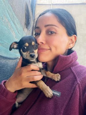 Tony,, Young Male Dachshund