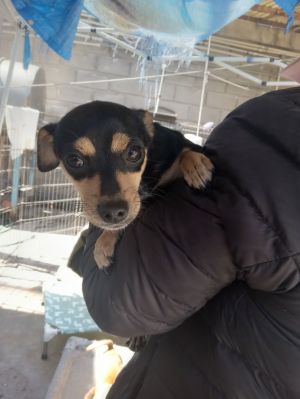 Shirley, Young Female Dachshund