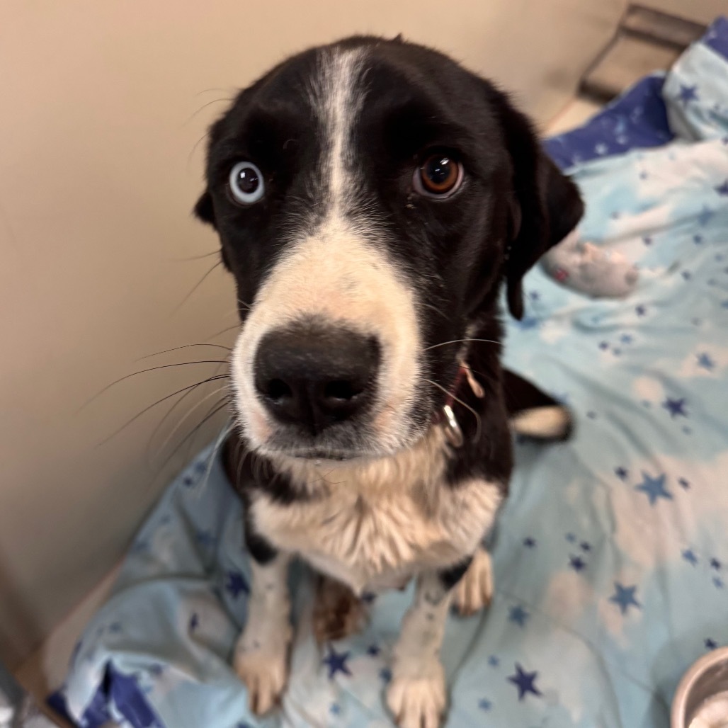 Poppy - Dog Friendly & Loves Treats!