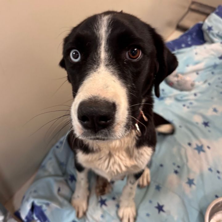 Poppy - Dog Friendly & Loves Treats! 2