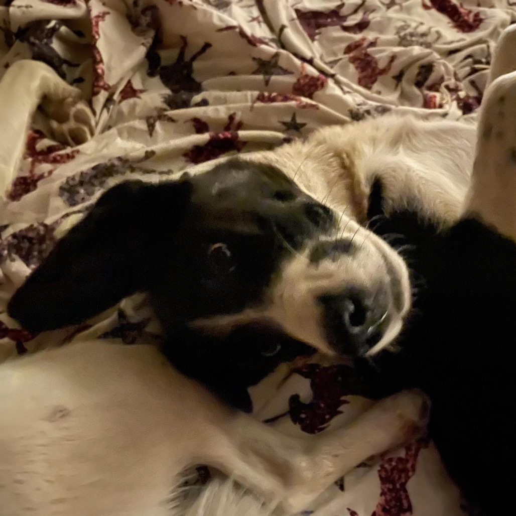 Poppy - Dog Friendly & Loves Treats!