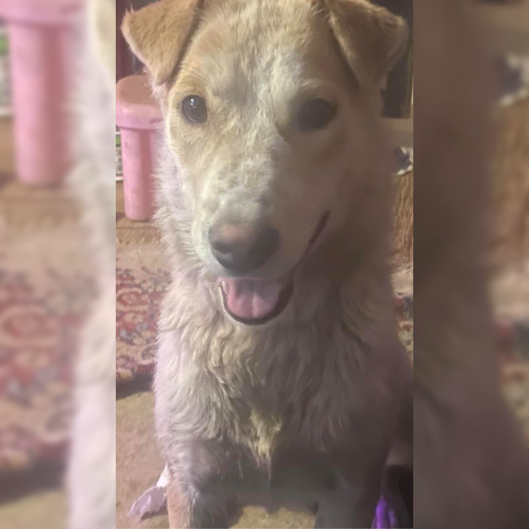 Petunia - Sweet Girl & Is Dog Friendly!, an adoptable Mixed Breed in Flagstaff, AZ, 86004 | Photo Image 1