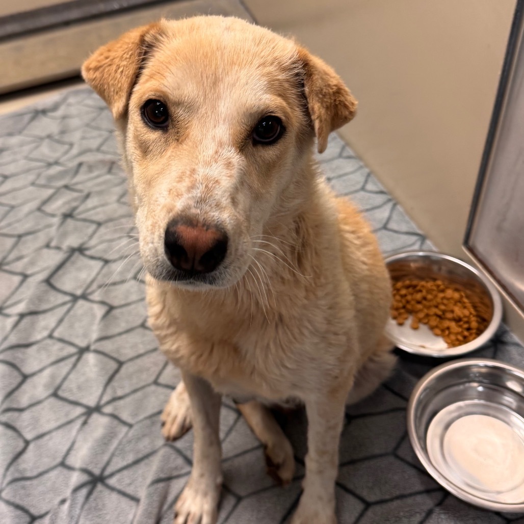 Petunia - Sweet Girl & Is Dog Friendly!, an adoptable Mixed Breed in Flagstaff, AZ, 86004 | Photo Image 2