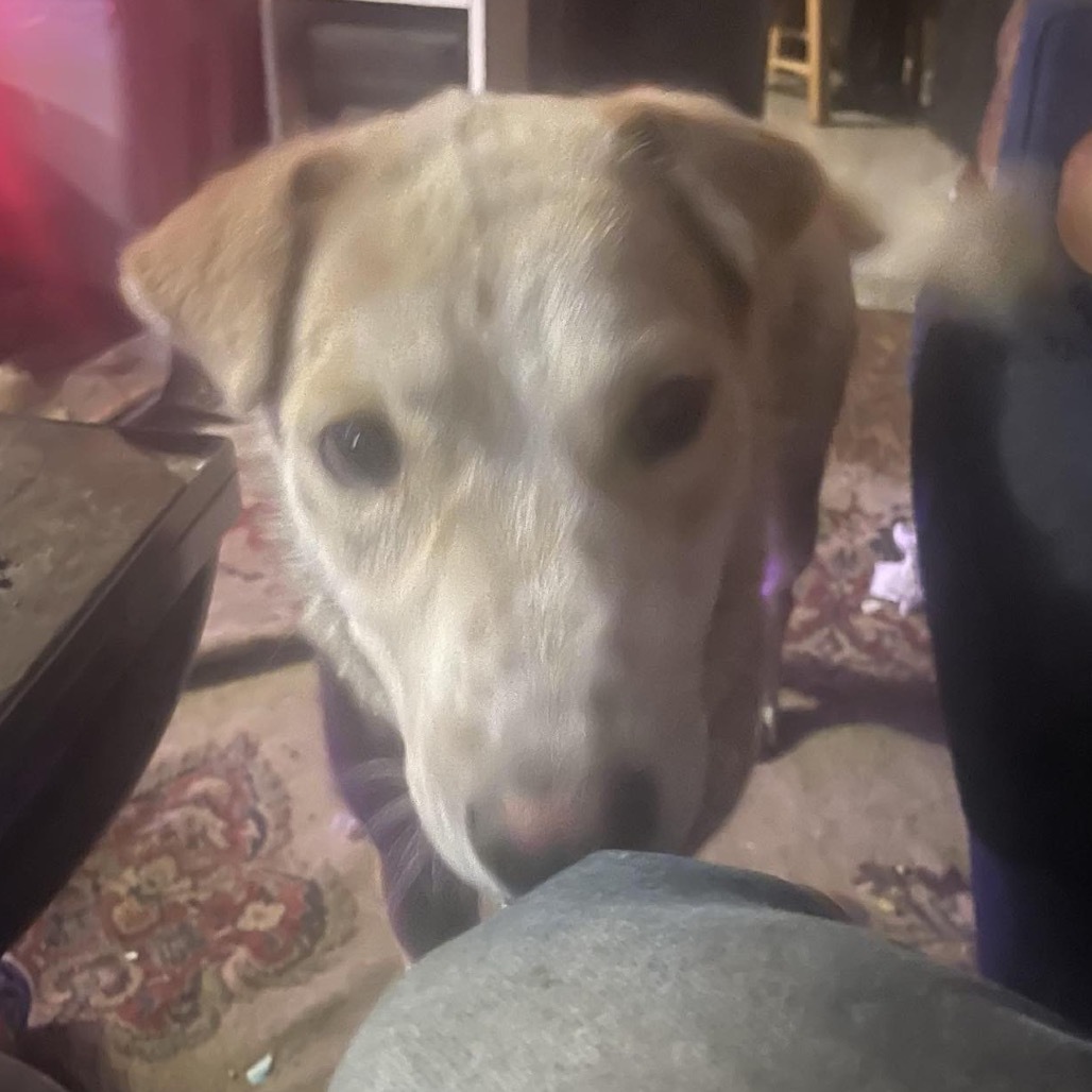Petunia - Sweet Girl & Is Dog Friendly!