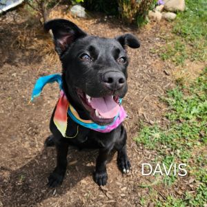 Davis, Baby Male Mixed Breed