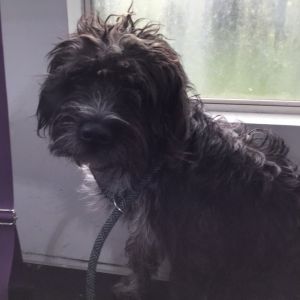 Winston Luke Schnauzer Dog