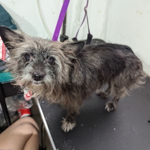 Meet Bitsyboo a 7-year-old 8-pound TerrierChihuahua mix with a gentle soul and a love for snuggle