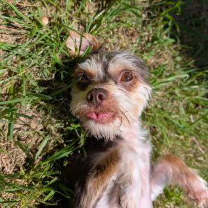 Say hello to Kizzie This 3-year-old 7-pound Yorkie mix may be tiny but shes got a big personalit