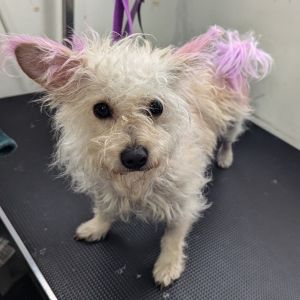 Meet Amy Rose This 1-year-old 7-pound Yorkie is full of personality spunk and charm-right down t