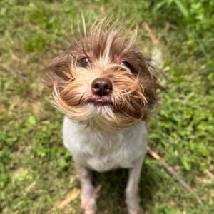 Daisy Trejo Havanese Dog