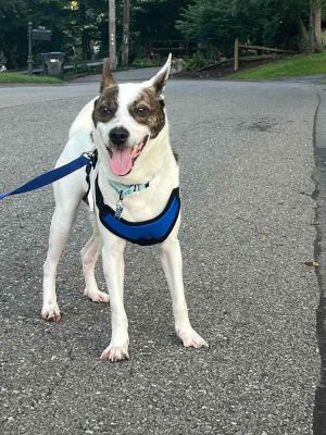 Riley, Adult Male Mixed Breed