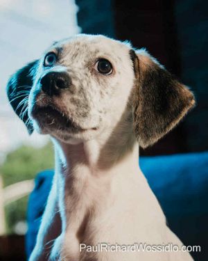 Robin, Baby Female Australian Cattle Dog / Blue Heeler