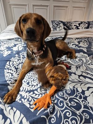 Pixie, Young Female Beagle