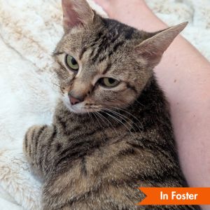 Diana, Adult Female Domestic Short Hair