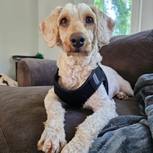 Pricilla, Adult Female Poodle
