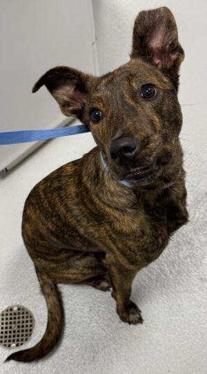 Meet Roberta - a sweet and friendly pup whos happiest by your side Whether its going for walks or