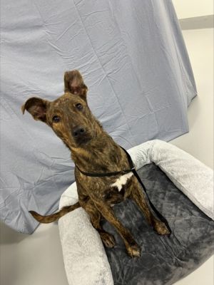 Meet Roberta - a sweet and friendly pup whos happiest by your side Whether its going for walks or