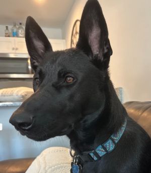 Rex. German Shepherd Dog Dog