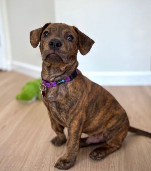 All of our dogs are spayedneutered shots current DHPP Bordetella and Rabies where applicable d