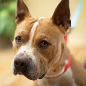 Hendrix (Sponsored), Adult Male Pit Bull Terrier