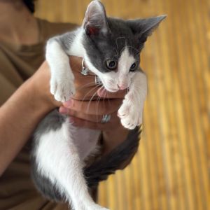 Rome, Baby Male Domestic Short Hair