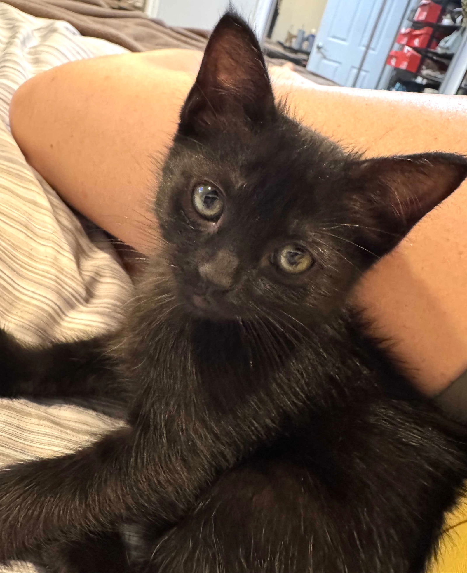 Kitten Yoko