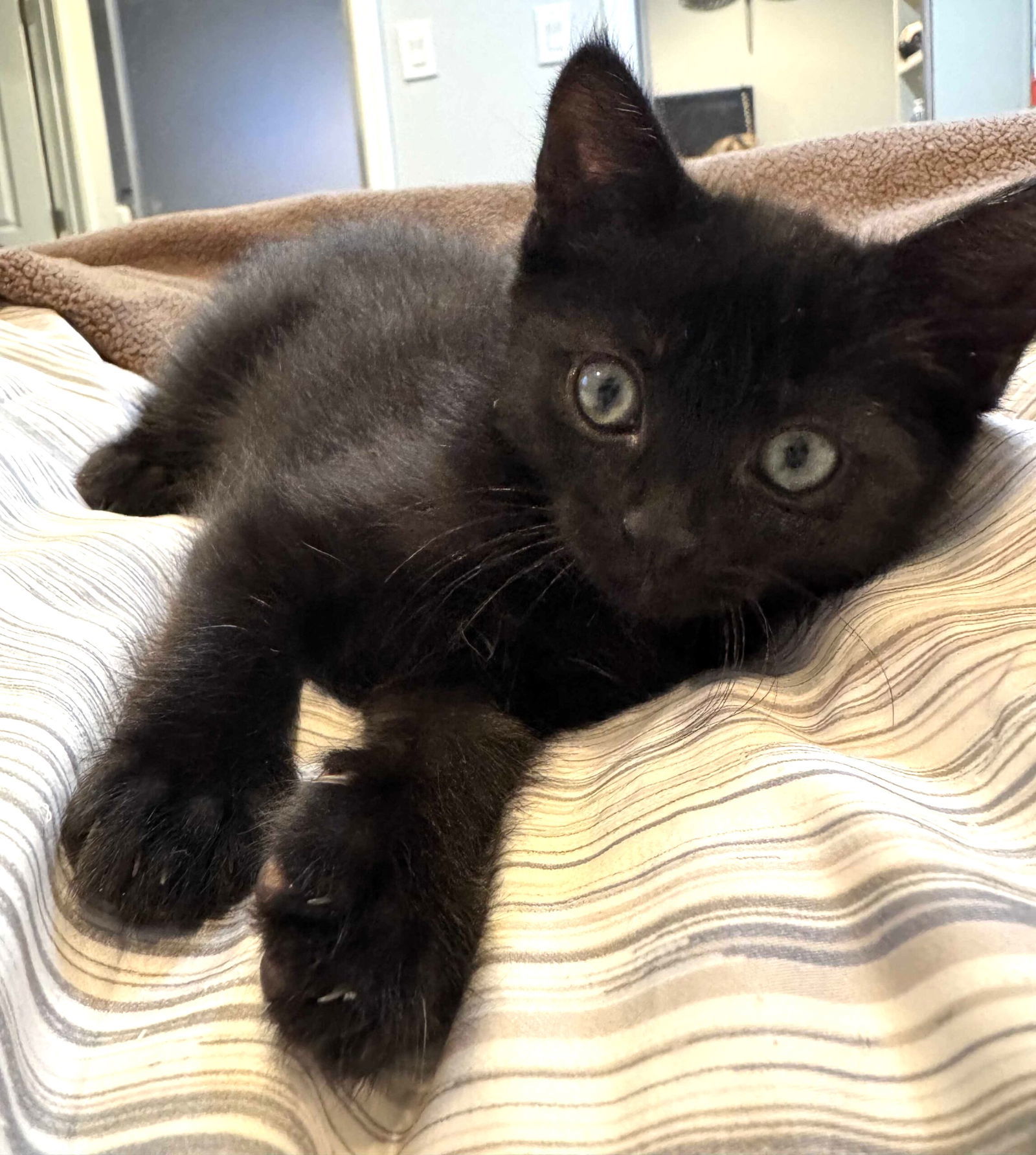 Kitten Yuki