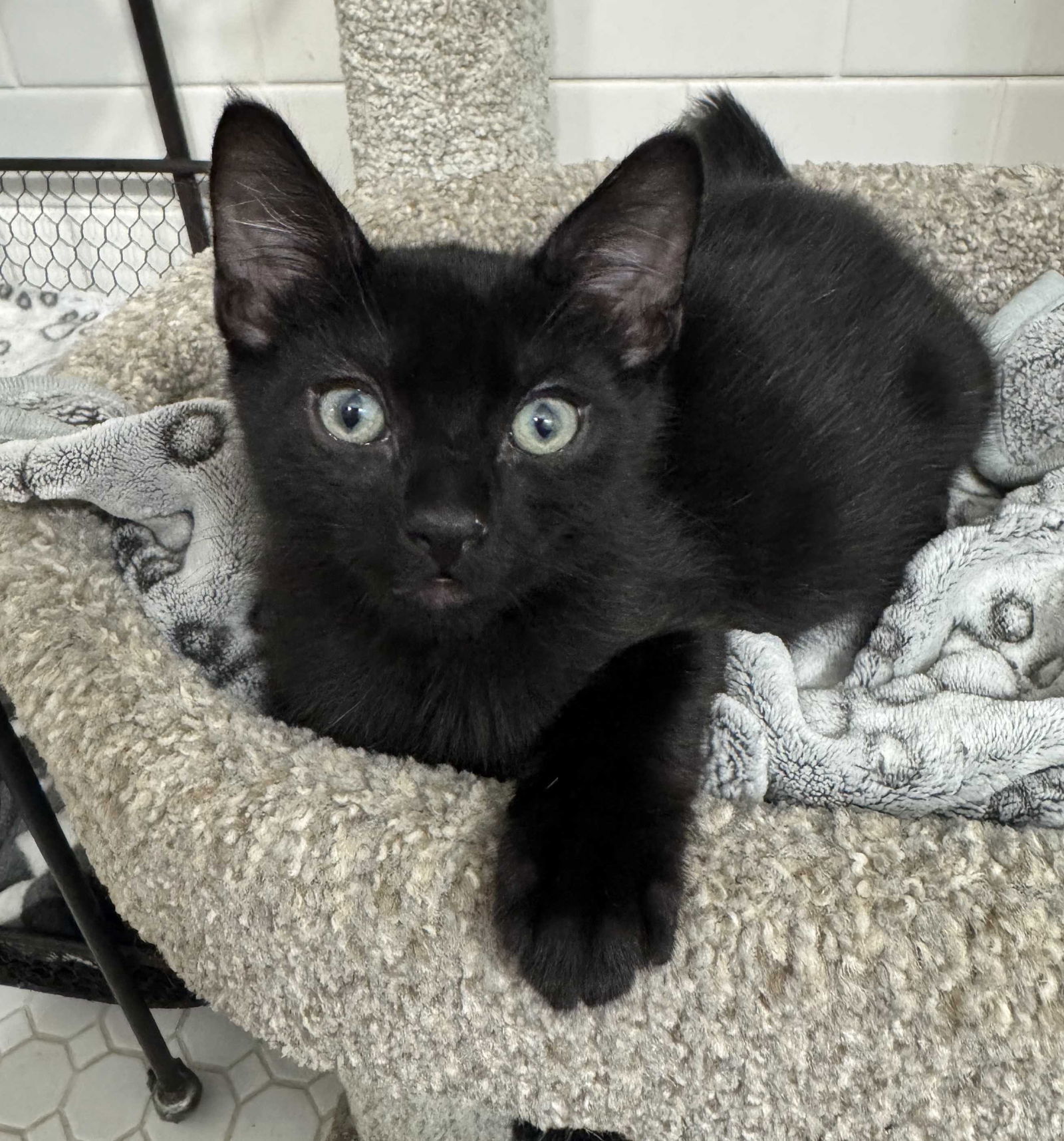 Kitten Yoda