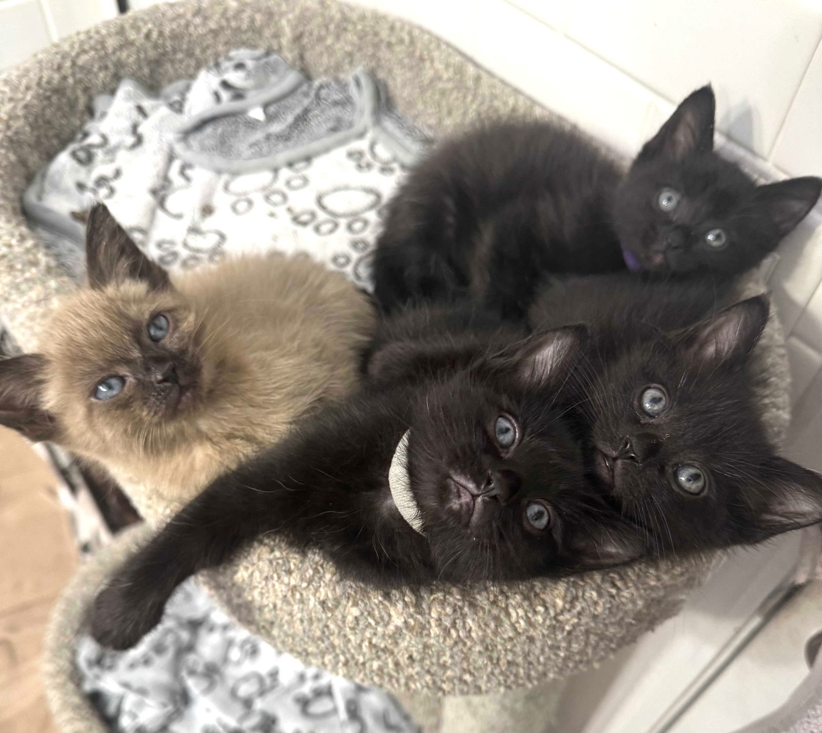 Kitten Yoda