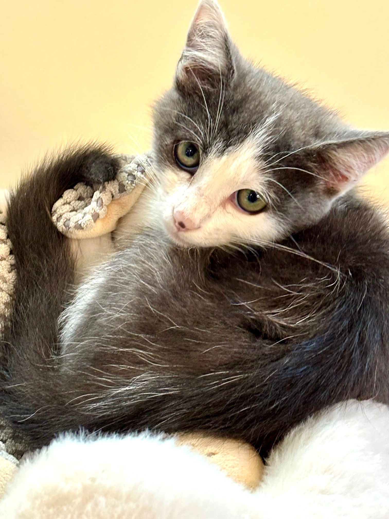 Kitten Peanut