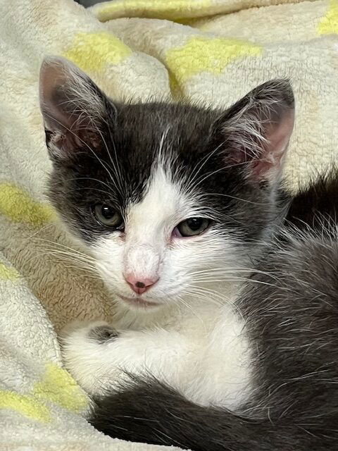 Kitten Peanut