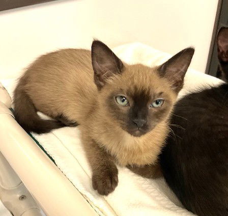 Kitten Yana