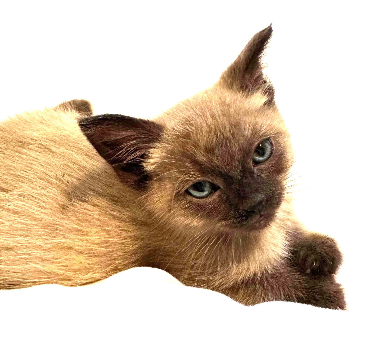 Kitten Yana
