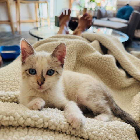 Joy, an adoptable Siamese, Snowshoe in Mission Viejo, CA, 92691 | Photo Image 1