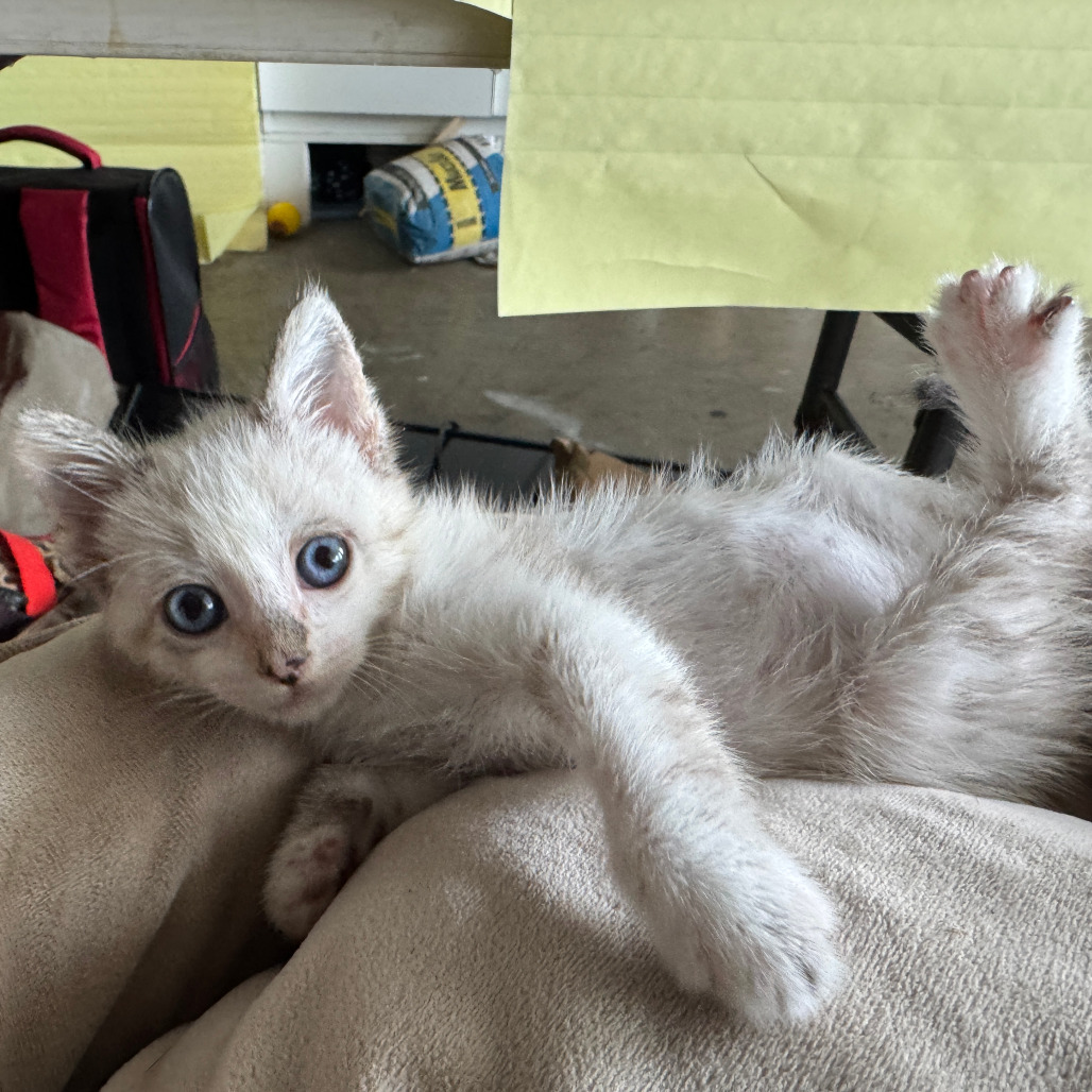 Joy, an adoptable Siamese, Snowshoe in Mission Viejo, CA, 92691 | Photo Image 2