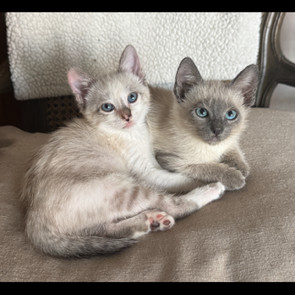 Joy, an adoptable Siamese, Snowshoe in Mission Viejo, CA, 92691 | Photo Image 3