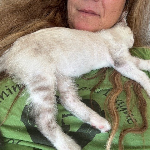Joy, an adoptable Siamese, Snowshoe in Mission Viejo, CA, 92691 | Photo Image 6