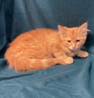 Rambler, Baby Female Domestic Short Hair