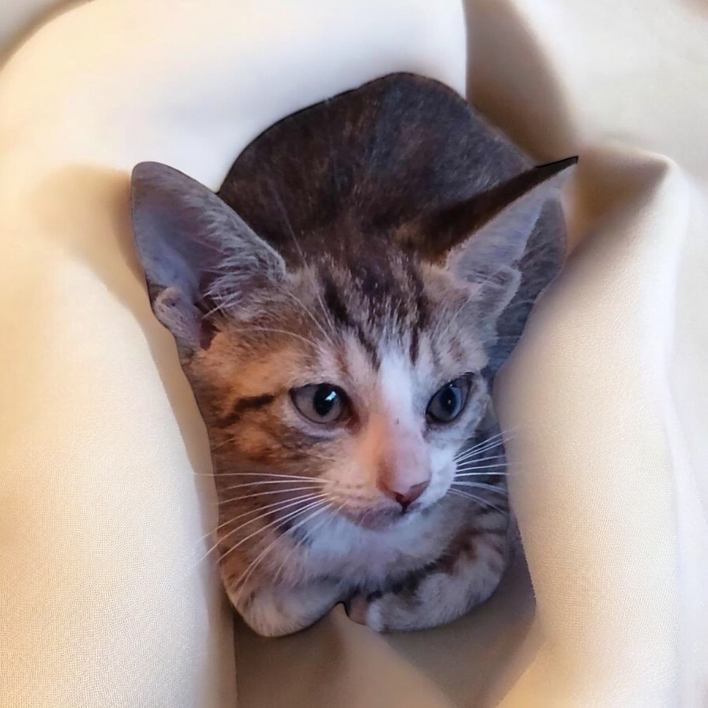 Cora