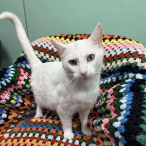 Yeti, Adult Female Domestic Short Hair