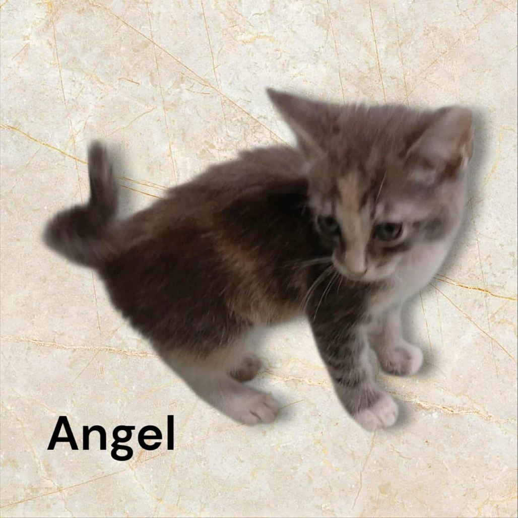 Angel