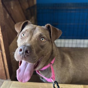 Flynn, Adult Male Labrador Retriever