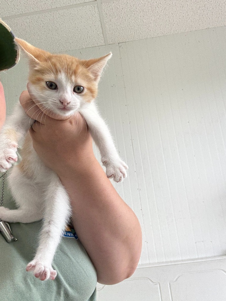 Whisker Biscuit- Adoptable Awaiting S/N